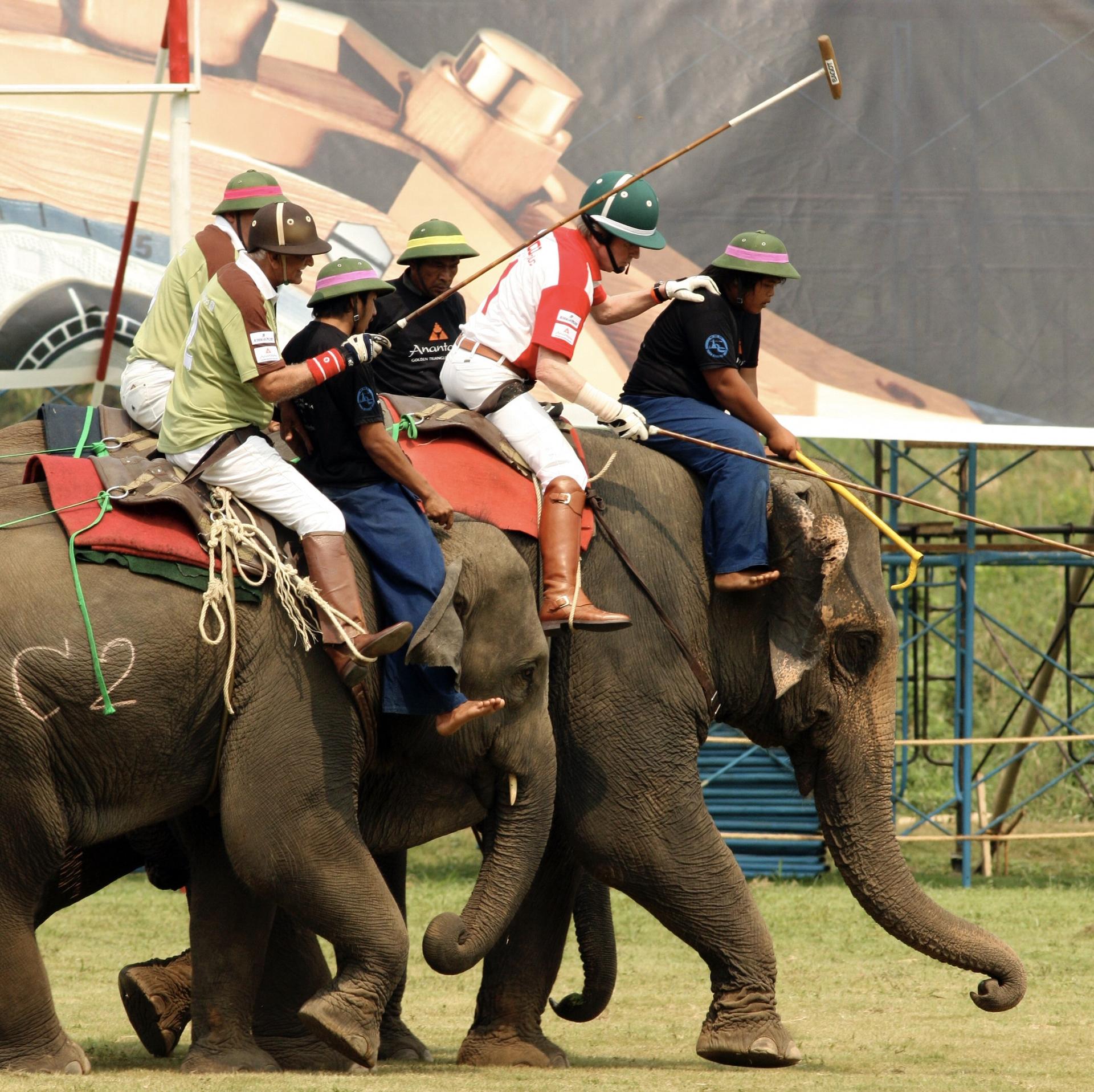 The Elephant Story Blog